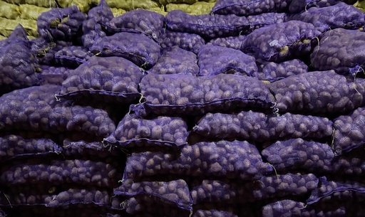 Papa Semilla Inicial 2